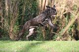 CANE CORSO 1373